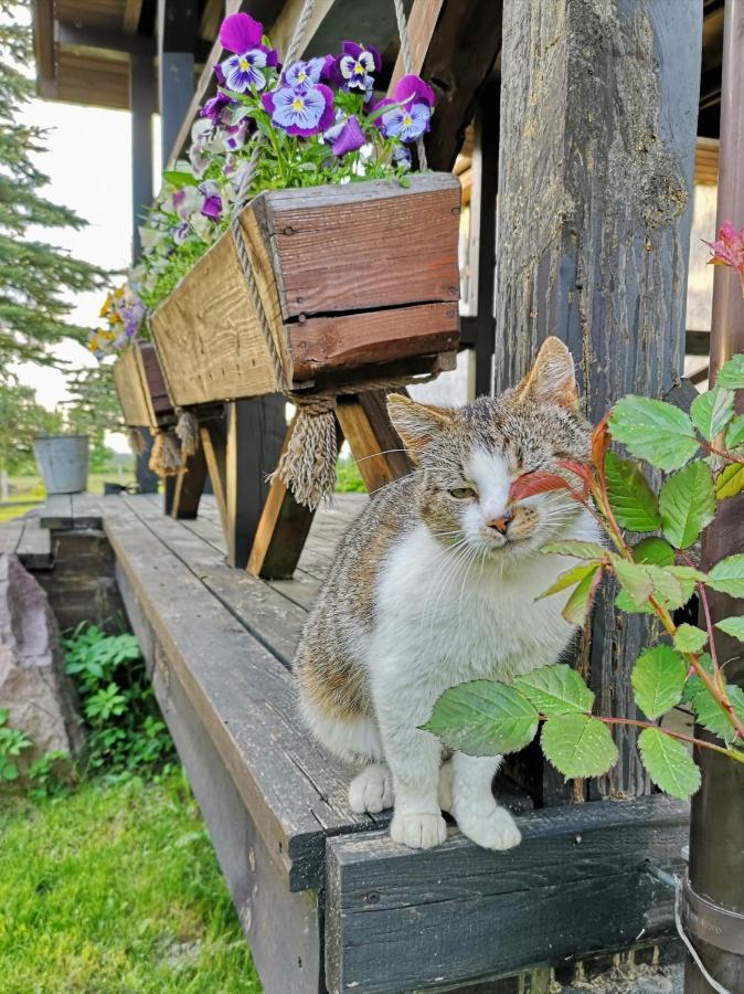 Vila Dylewianka Wysoka Wieś Exteriér fotografie