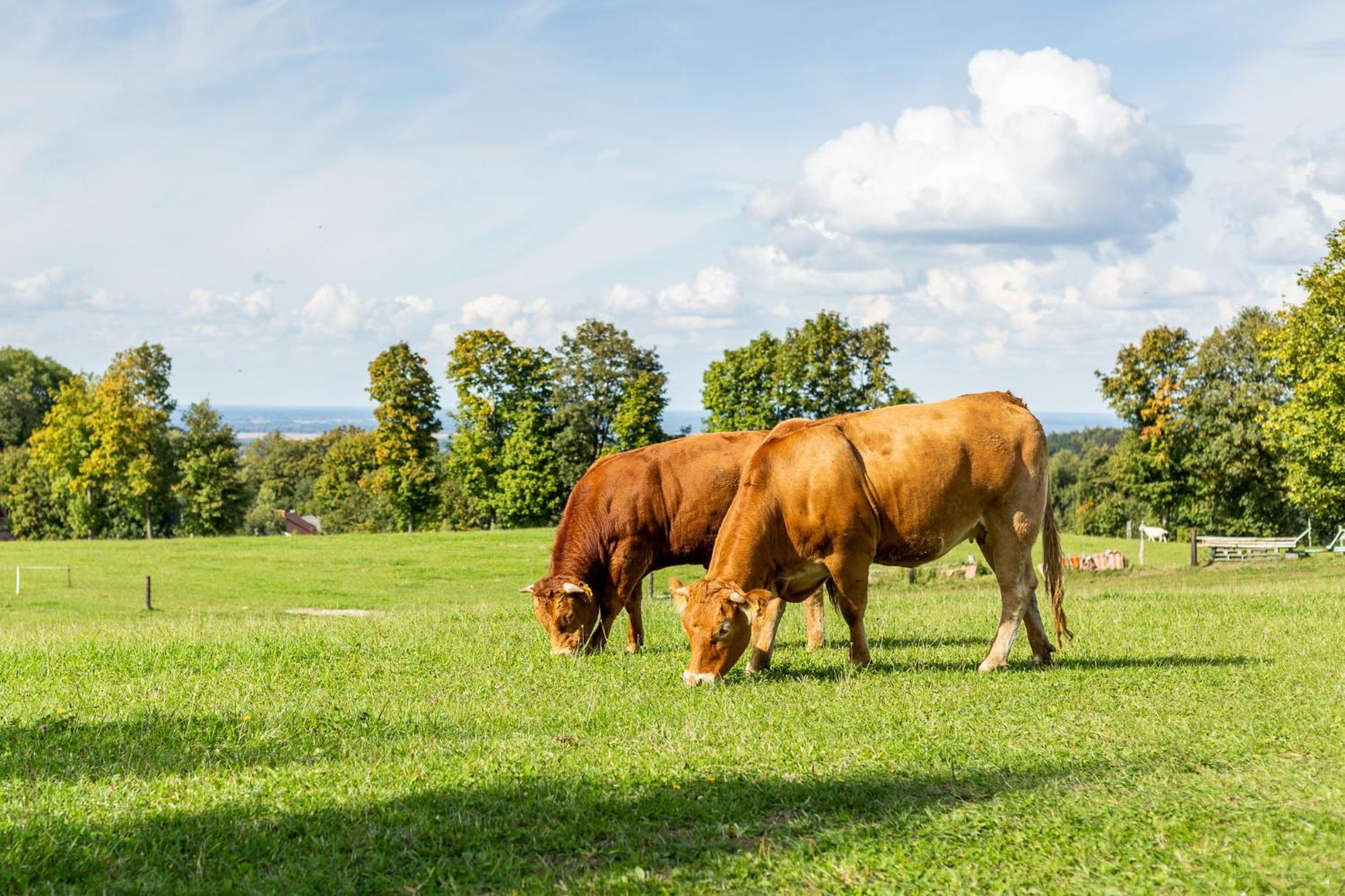 Vila Dylewianka Wysoka Wieś Exteriér fotografie