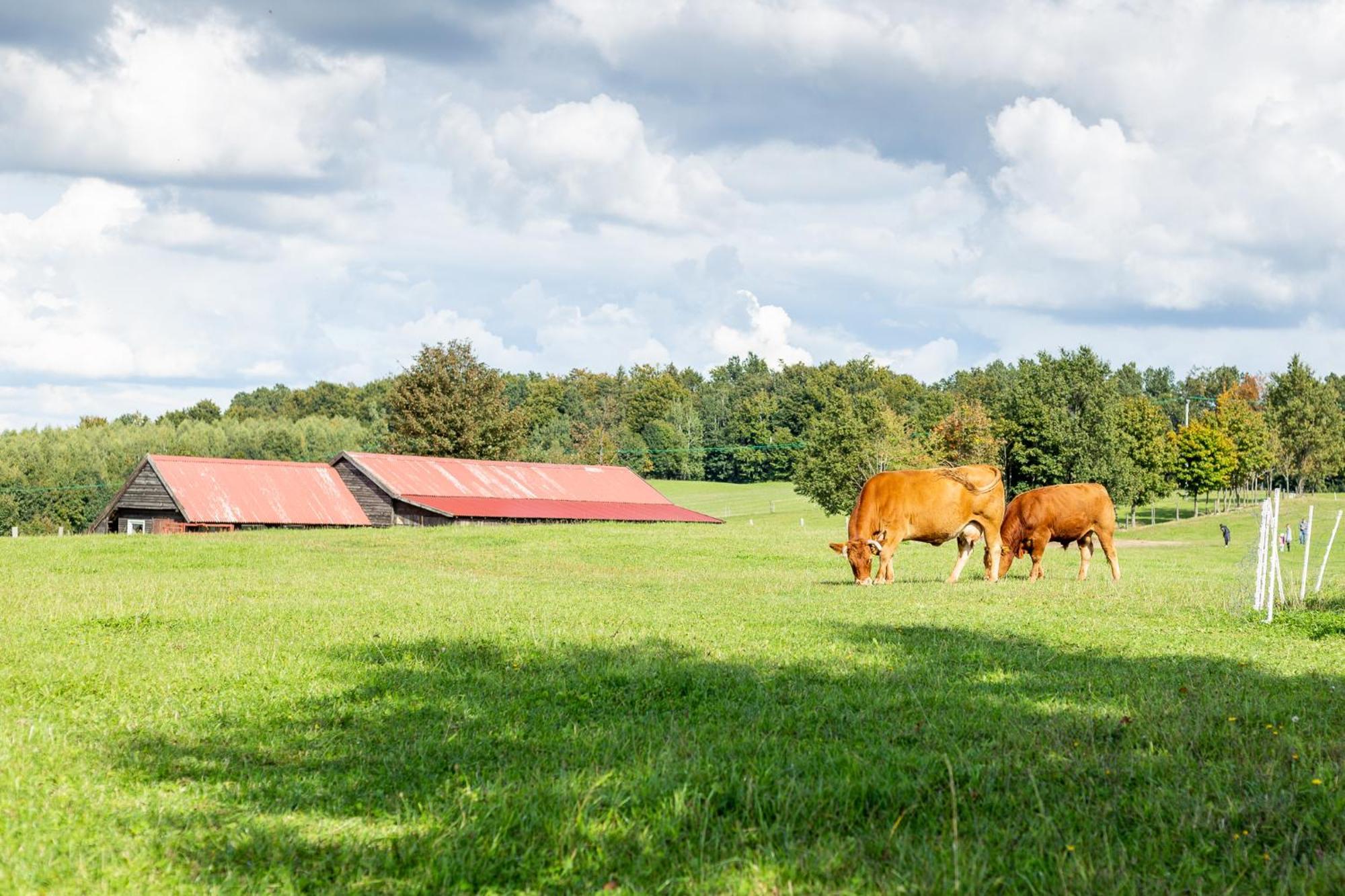 Vila Dylewianka Wysoka Wieś Exteriér fotografie
