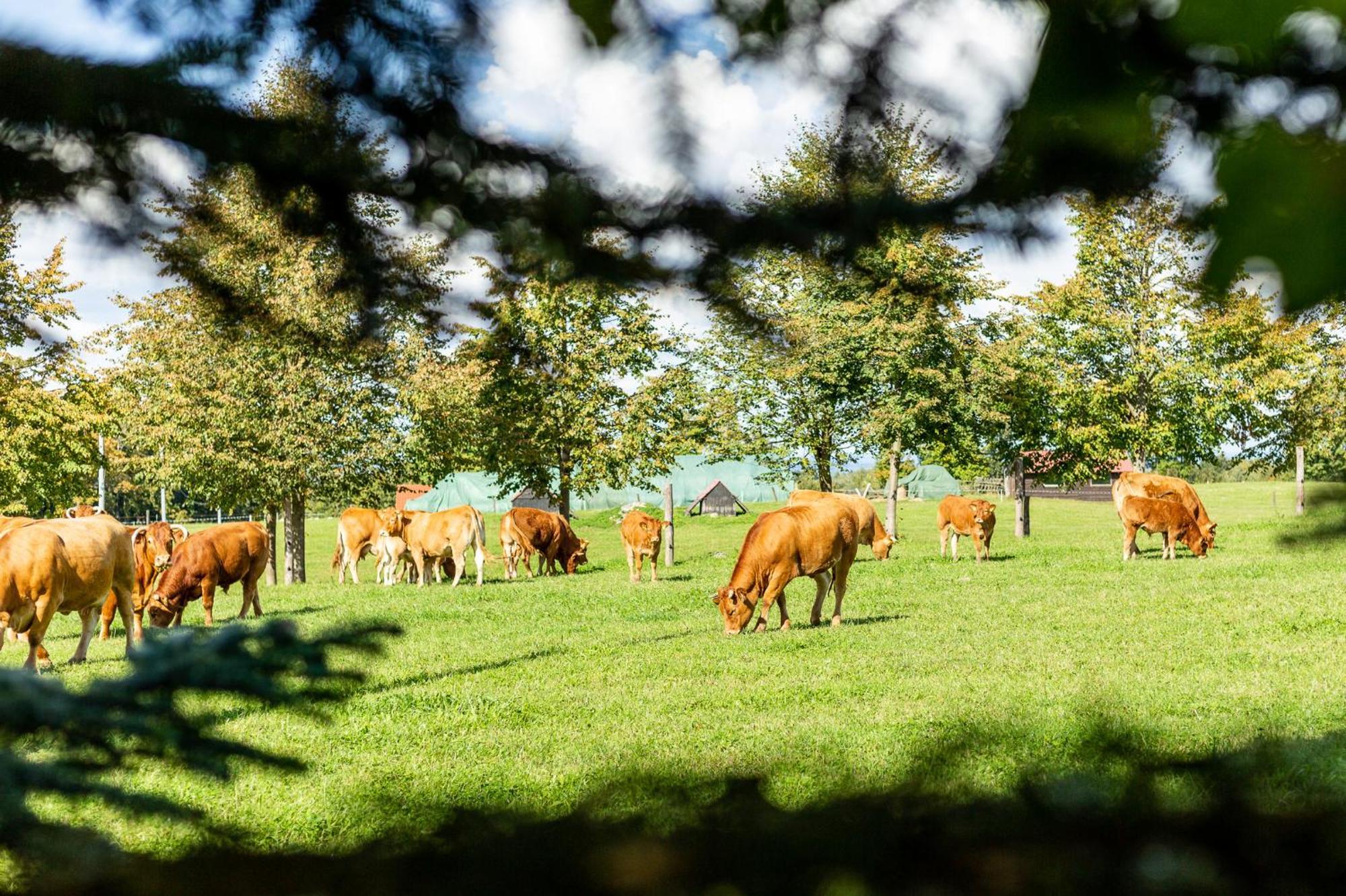 Vila Dylewianka Wysoka Wieś Exteriér fotografie