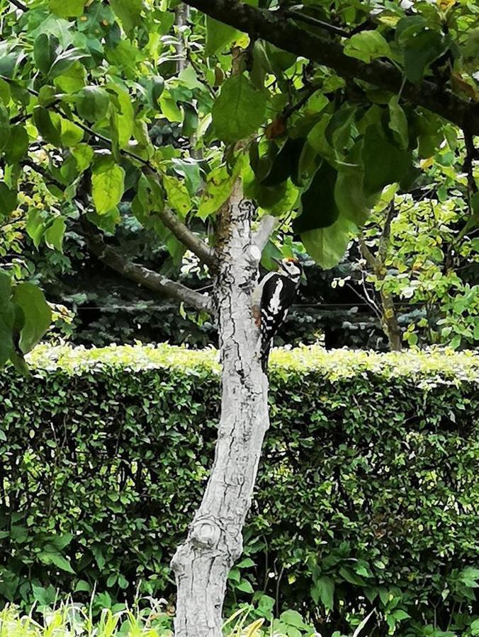 Vila Dylewianka Wysoka Wieś Exteriér fotografie